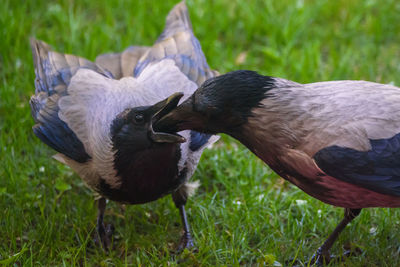 Close-up of birds on field