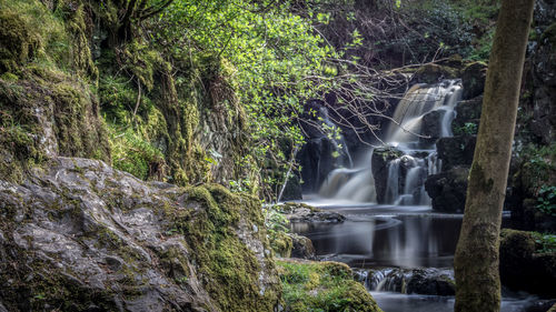 Scenic view of waterfall in forest