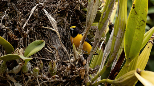 Close-up of birds in nest