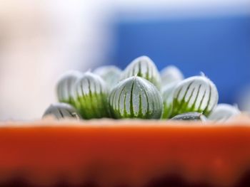 Close-up of candies against colored background
