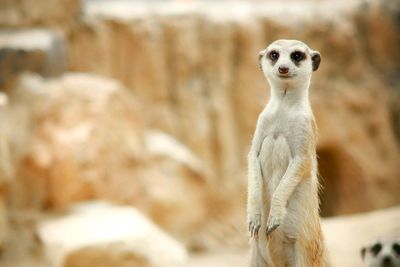 Portrait of meerkat standing outdoors