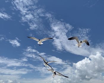 Low angle view of seagulls flying