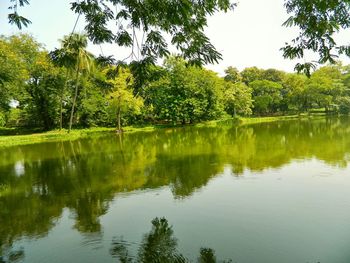 Reflection of trees in lake