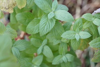 Close-up of mint leaves