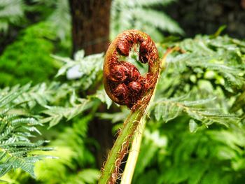 Close-up of fern on tree