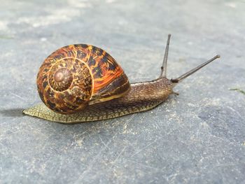 Close-up of snail