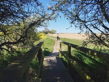 Narrow walkway along trees