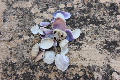High angle view of seashells on beach