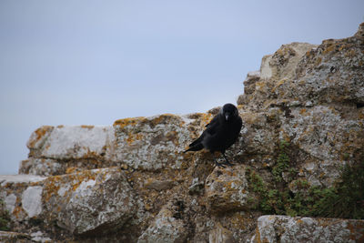 Low angle view of bird perching on rock against clear sky