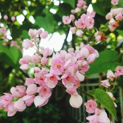 Close-up of pink flowering plant