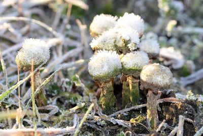 Close-up of frozen mushrooms growing on field