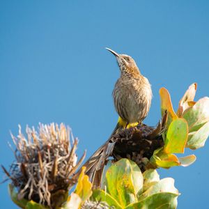 Close-up of birds on sunflower against clear sky