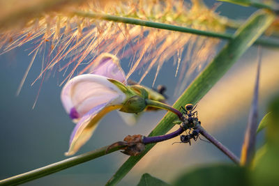 Close-up of fly on flower