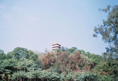 Low angle view of trees