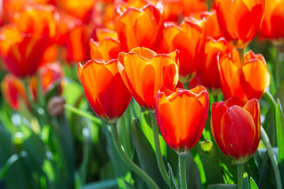 Close-up of red tulips on field