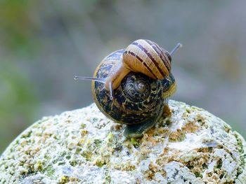 Close-up of snail on rock