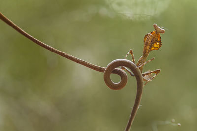 Beautiful pose of mantis insects