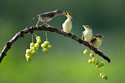 Close-up of bird perching on tree