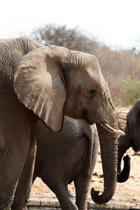 Close-up of elephant