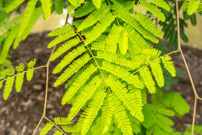 Close-up of green leaves on plant in forest