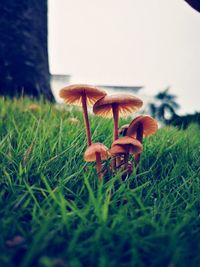 Close-up of mushroom growing on field