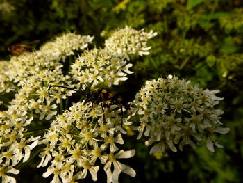 Close-up of white flowers