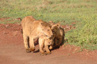 Lioness with cubs on field