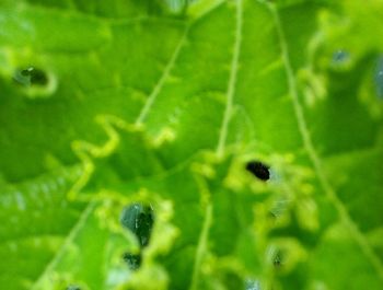 Close-up of insect on leaf