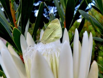 Close-up of white flowering plants and moth