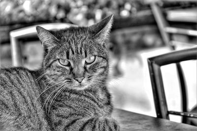 Close-up portrait of a cat looking away