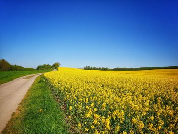 Scenic view of yellow flowering field against clear blue sky