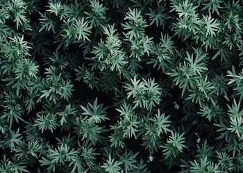 Full frame shot of green plants