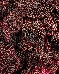 Closeup nature view of tropical leaf background, dark purple wallpaper concept.