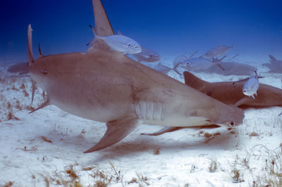 A great hammerhead - sphyrna mokarran - in bimini, bahamas