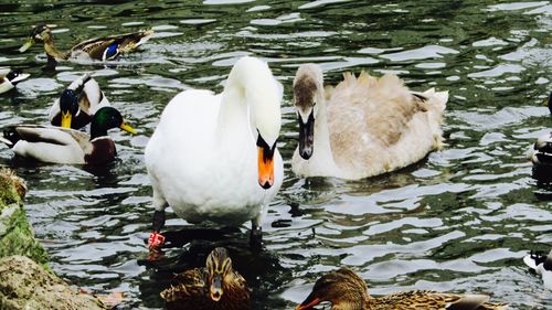View of swans swimming in lake
