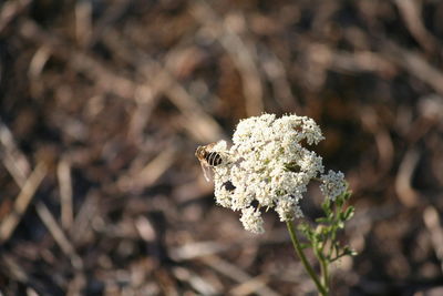 Bee on small white flowers 