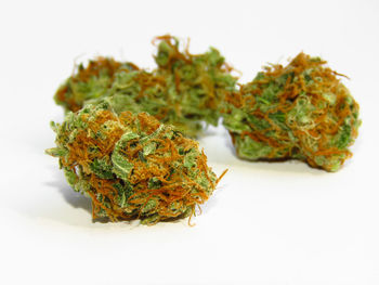 Close-up of plant against white background