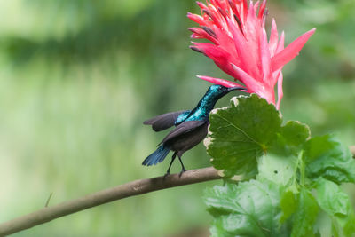 Close-up of hummingbird on flower