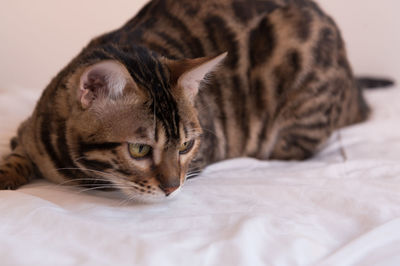 Close-up of cat resting on bed