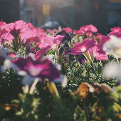 Close-up of pink flowers blooming outdoors