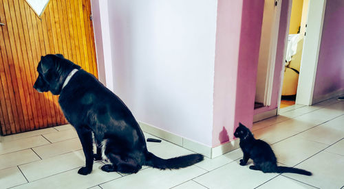 Black dog standing on tiled floor