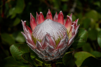 Close-up of pink water lily