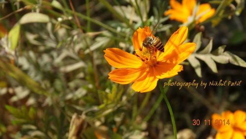 Close-up of bee on yellow flower