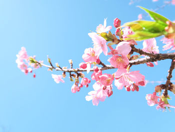 Low angle view of cherry blossoms against sky