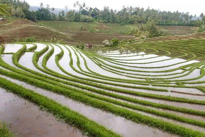 Scenic view of agricultural field