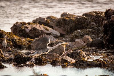 High angle view of seagull flying over sea