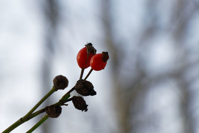 Close-up of red berries growing on plant