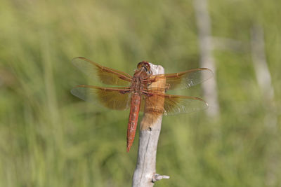 Close-up of dragonfly