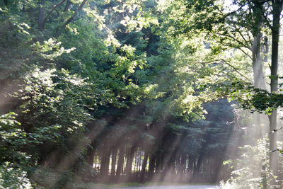 Low angle view of trees