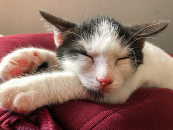 domestic animals